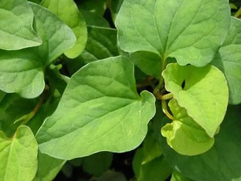 3 loại rau siêu dưỡng gan, giá rẻ chưa đến 10 nghìn/bó