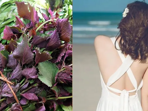 Cách dùng lá tía tô làm sạch mụn lưng, trắng da, giảm thâm
