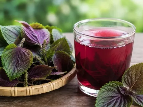 Cách uống nước tía tô giảm cân nhanh đốt mỡ thừa trong 1 tuần