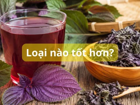 Uống nước lá tía tô tươi hay khô sẽ tốt hơn?