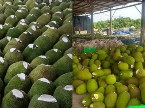 Vì sao nhiều người bán cắt một phần đầu quả mít rồi bôi chất trắng lên? Sự thật không phải ai cũng biết