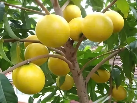 Loại quả xưa không ai biết đến, nay thành đặc sản 80.000 đ/kg trồng một lần hái bán nhiều năm, dân thành phố thích mê