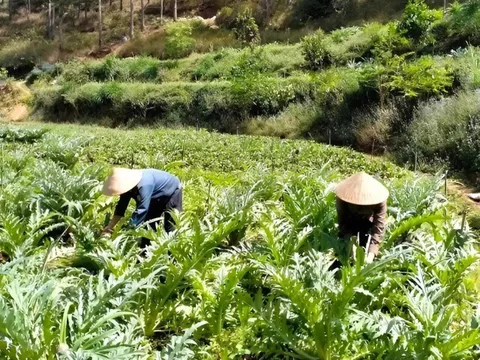 Nông dân đổi đời nhờ giống cây được ví “vàng xanh” ở miền núi, thu hoạch bán giá 800.000 đồng/kg vẫn hút khách