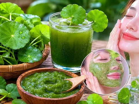 Cách dùng lá rau má hỗ trợ làm trắng da, mờ sạm nám: 4 cách dùng cần chú ý