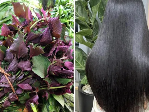 Cách gội đầu bằng nước lá tía tô ngăn rụng tóc, tóc con mọc gấp 3 lần