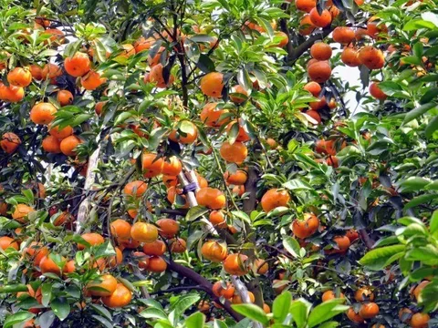 Loại quả xưa không ai ngó ngàng, nay thành đặc sản 65.000 đ/kg trồng một lần hái bán nhiều năm, người thành phố thích mê