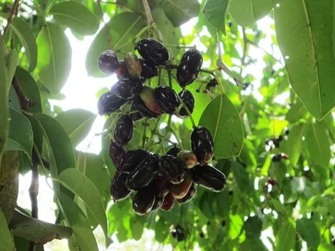 Loại quả xưa chín rụng đầy, nay thành đặc sản khoái khẩu ở thành phố giá 100.000 đ/kg, trồng một lần thu hoạch nhiều năm
