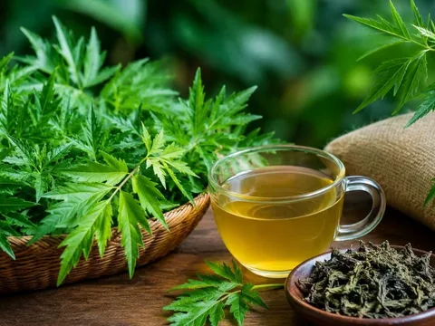 Cách dùng lá đinh lăng hỗ trợ ngủ ngon, tăng cường sức khỏe
