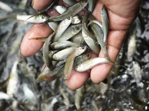 12 loại cá nước ngọt sạch nhất Việt Nam, giàu dinh dưỡng được ví là "kho báu vitamin" nhưng nhiều bà nội trợ hay bỏ qua