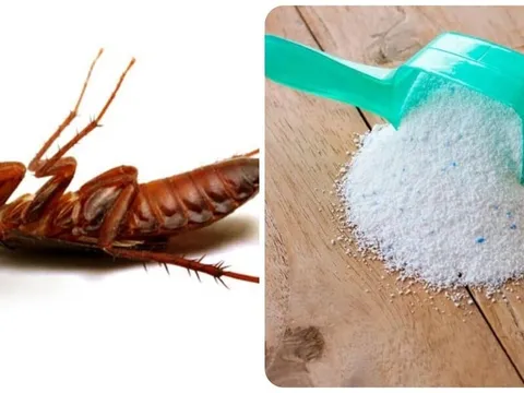 Cách đuổi gián chạy nhanh ra khỏi nhà không cần dùng hóa chất