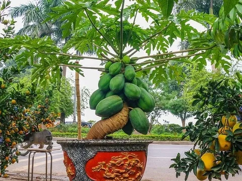 Vì sao đu đủ được xem là cây mang ý nghĩa “đủ đầy”? Có nên trồng trước nhà để hút tài lộc?