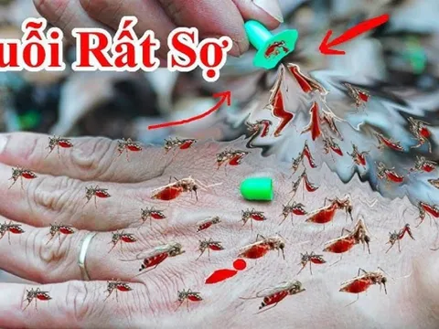 10 cách đuổi muỗi vào mùa hè hiệu quả, nhà sạch bóng không tiếng vo ve