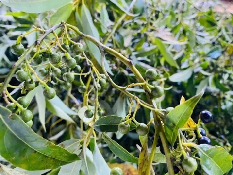 Loại quả xưa chín rụng đầy gốc, nay thành đặc sản được ưa chuộng giá 300.000 đ/kg, trồng một lần thu hoạch nhiều năm