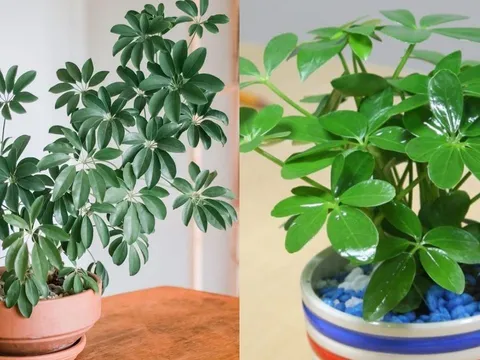 Người thuộc 2 mệnh này hợp trồng cây ngũ gia bì nhất