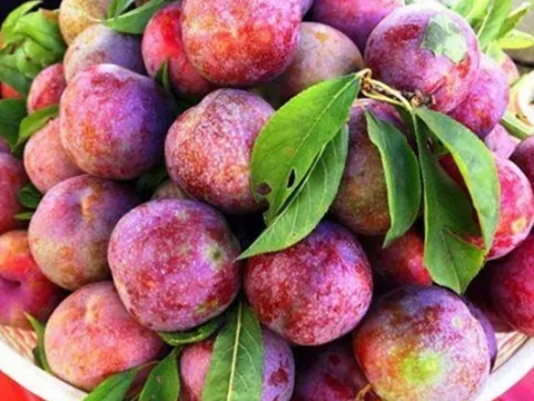 Những người nên hạn chế ăn quả mận