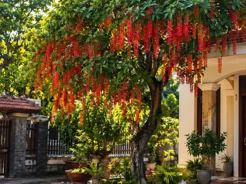 Vì sao người xưa thích trồng cây lộc vừng trước nhà? Những lưu ý quan trọng khi trồng