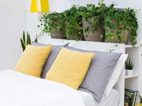 Ai cũng nên trồng cây này trong nhà giúp tỏa hương thơm và làm gia vị, tránh được tà khí, khi ngủ lại tốt cho sức khỏe