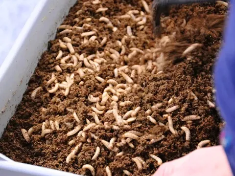 Nghề lạ ở Việt Nam: Nuôi con vật được ví là “mỏ vàng” ở nông thôn, giúp nhiều gia đình đổi đời