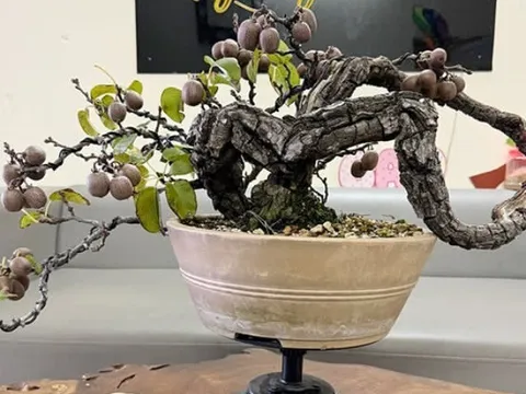 Cây ăn quả mang tên loài chim lạ, lên chậu thành siêu phẩm bonsai, có cây giá trăm triệu đồng nhờ ý nghĩa phong thủy