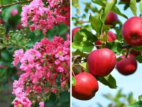 Các cụ dặn: "Trồng ba cây trước cửa nhà, gia đình sẽ thịnh vượng ba đời, hút lộc, chiêu tài sung túc, bình an"