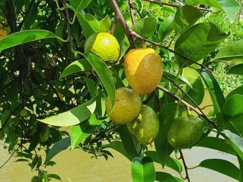 Loại quả mọc bờ rào xưa rụng đầy gốc, nay thành đặc sản ở thành phố giá 55.000 đ/kg, trồng một lần thu hoạch nhiều năm