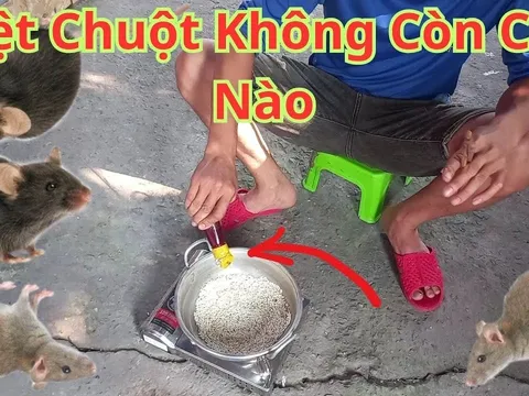 8 cách đuổi chuột ra khỏi nhà vĩnh viễn, đơn giản lại rẻ tiền, sạch bóng không còn con nào
