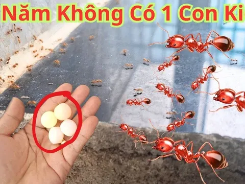 9 cách đuổi kiến khỏi nhà vĩnh viễn, cực dễ làm, rẻ tiền lại vô cùng hiệu quả