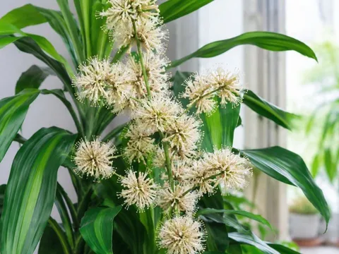 Hiện tượng Thiết mộc lan nở hoa là điềm gì? Các gia đình trồng thiết mộc lan nên lưu ý