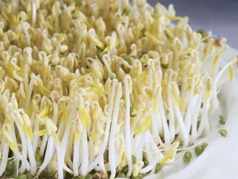 Người bị 5 bệnh này không nên ăn giá đỗ