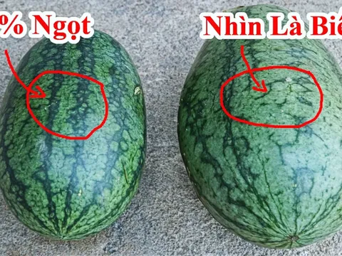 Vì sao khi mua dưa hấu người ta hay vỗ vào thân vỏ?