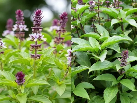 Vì sao nên trồng một bụi húng quế trong nhà? Nhiều người thu hái lợi ích bất ngờ