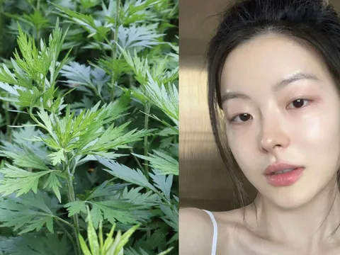 Cách dùng ngải cứu làm trắng da, giảm thâm nám hiệu quả
