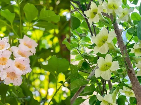 Hiện tượng cây hạnh phúc nở hoa mang ý nghĩa gì? 5 điều gia chủ nên biết khi trồng loại cây này