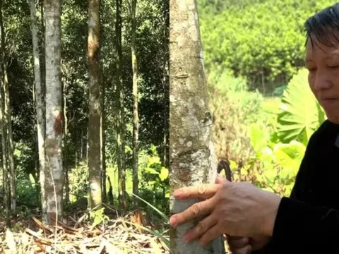 Từ vùng đất hoang sơ đến “thủ phủ tỷ phú quế”: Câu chuyện đổi đời của người Mông ở Mỏ Vàng