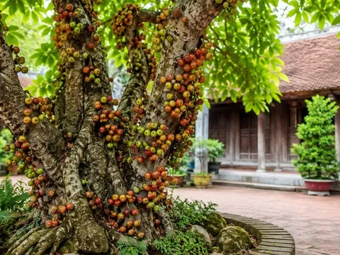 Vì sao nên trồng cây sung? Không chỉ để ngắm, loại cây này còn mang nhiều giá trị bất ngờ