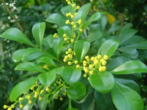 Vì sao người xưa thích trồng cây hoa ngâu trước nhà? Những lưu ý quan trọng cho người đang trồng hoa ngâu