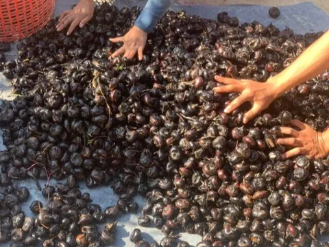 "Lộc trời" mọc lên từ bùn đất, xưa người nghèo mới ăn nay thành đặc sản 80.000 đ/kg, trồng 6 tháng cho thu hoạch