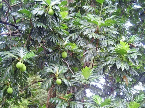 Loại quả mọc bờ rào xưa rụng đầy, nay thành đặc sản ở thành phố giá 60.000 đ/kg, trồng một lần thu hoạch nhiều năm