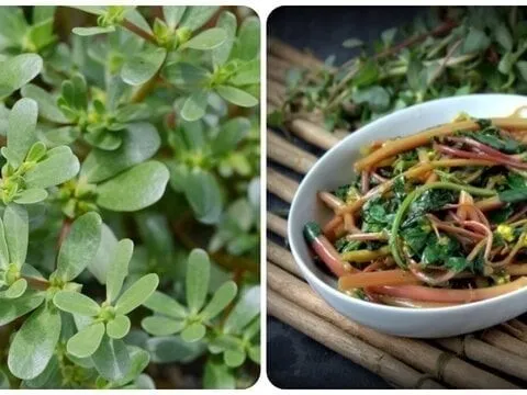 4 loại rau củ mùa hè vừa ngon vừa sạch: Giá rẻ nhưng dinh dưỡng cực cao, không lo thuốc trừ sâu