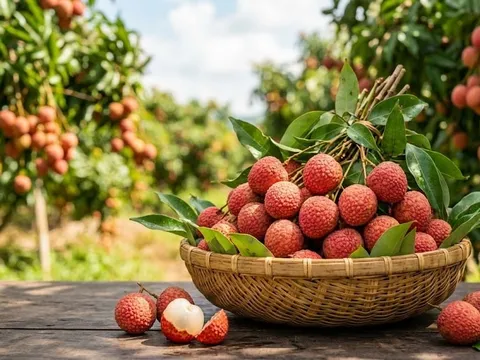 4 nhóm người tuyệt đối nên tránh xa quả vải ngày hè