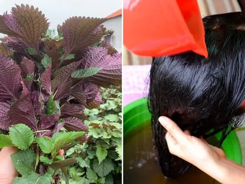 Cách gội đầu bằng lá tía tô giúp sạch gàu, tóc bồng bềnh, tóc con mọc lên tua tủa