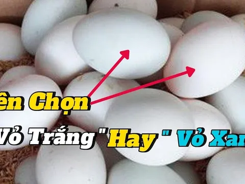 Chọn trứng vịt nên chọn quả vỏ xanh hay vỏ trắng?