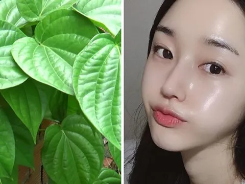 Cách dùng lá trầu không trị sạch mụn, thu nhỏ lỗ chân lông, làm trắng da hiệu quả