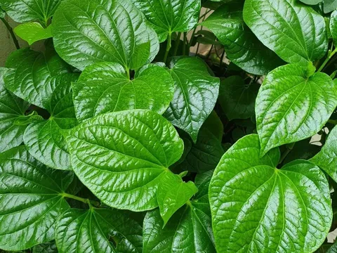 Cách giảm đau xương khớp bằng lá lốt