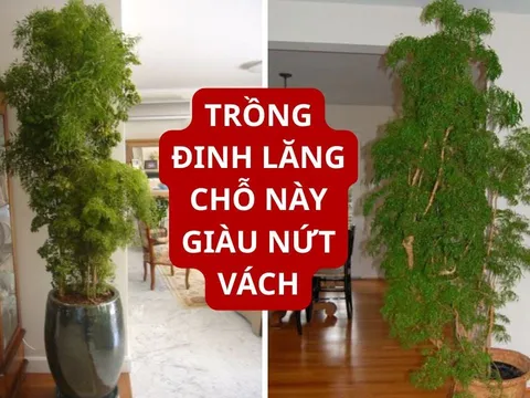 Đặt cây đinh lăng tại vị trí "vàng" này: Sinh khí vào nhà, tài lộc khó thất thoát, gia đạo yên ấm