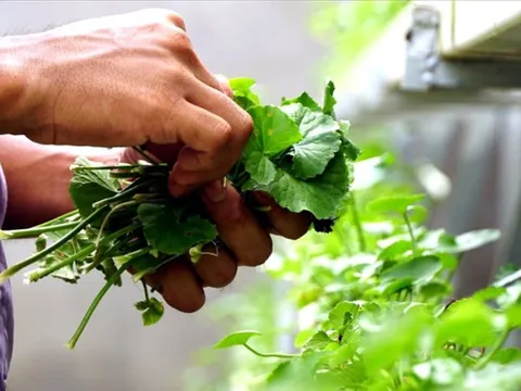 3 loại lá mát gan, loại bỏ độc tố tích tụ lâu ngày