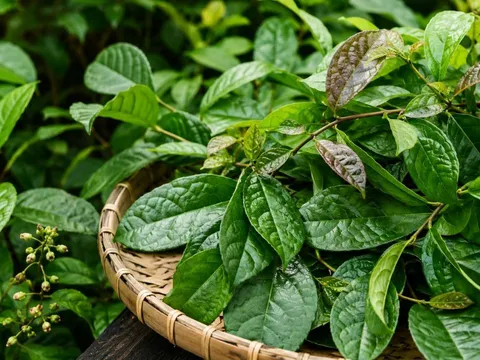 Lá xạ đen  tốt nhưng không phải ai cũng nên dùng, những lưu ý cần biết tránh tác dụng phụ