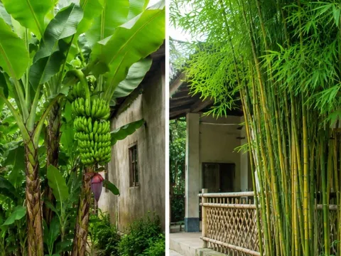Người xưa dặn 3 cây trồng trước nhà thì xấu, chuyển gia sau nhà là trấn giữ của cải