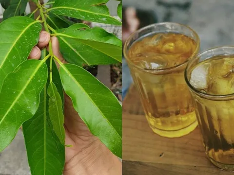 Điều gì xảy ra với cơ thể nếu ngày nào cũng uống nước lá vối?
