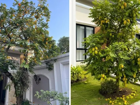 Nên trồng khế chua hay khế ngọt trước nhà?